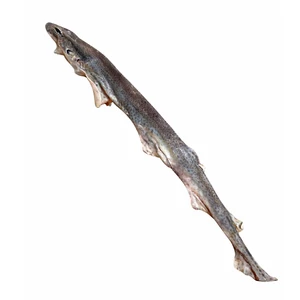 Egész cápa fogtisztító rágóka kutyáknak BARF LOVE