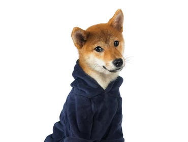 Shiba inu
