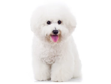 Bichon