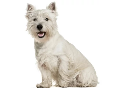 Westie