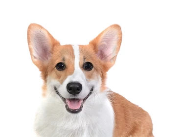 Corgi