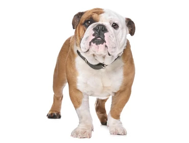 Angol bulldog