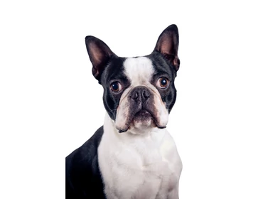 Boston terrier
