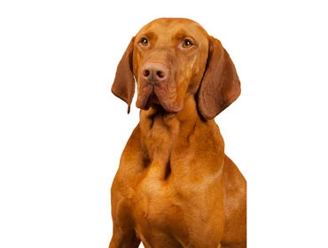 Vizsla