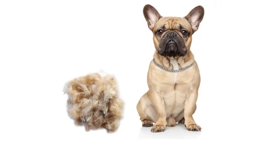 Tavaszi szőrhullás elleni tippek tudatos gazdiknak