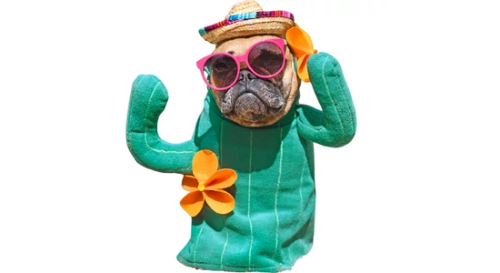 Francia Bulldogok Nyári Gondozása: Tippek és Trükkök