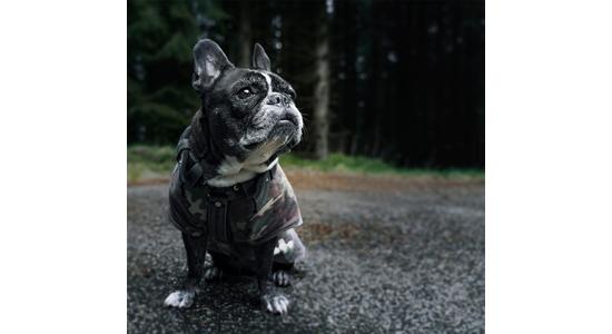 Meddig él egy francia bulldog?
