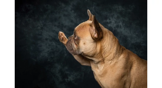 Hogyan neveld a bulldogod? 5 pro tipp kezdőknek