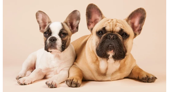 Jó ötlet-e egy fiatal kistesót hozni az idős francia bulldogom mellé?
