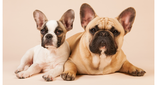 Jó ötlet-e egy fiatal kistesót hozni az idős francia bulldogom mellé?