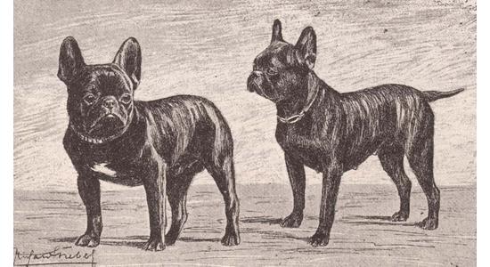 Francia Bulldog történelmi lecke