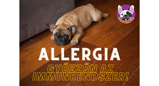 Kutya allergia – Mikre figyel egy tudatos gazdi?