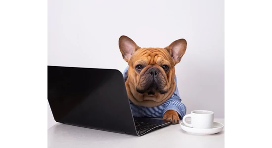 Hogyan válassz kutyaruhát a neten?