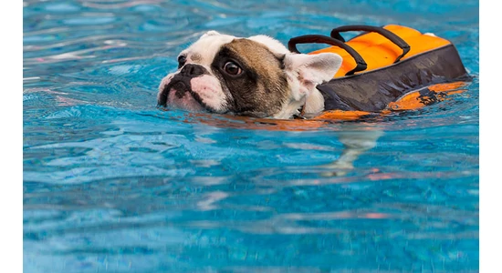 Tudnak a francia bulldogok úszni?