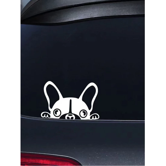 Francia bulldog autómatrica, fehér