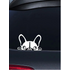 Francia bulldog autómatrica, fehér