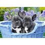 Kép 2/2 - Castorland 1000 db-os puzzle - Francia bulldog kutyusok