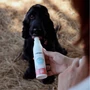 Kép 2/3 - Yogupet Kollagén Kefir Kutyáknak és Cicáknak - Sárgarépával, Körtével és Glükozaminnal 200ml