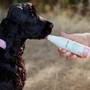 Kép 3/3 - Yogupet Kollagén Kefir Kutyáknak és Cicáknak - Sárgarépával, Körtével és Glükozaminnal 200ml