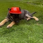 Kép 5/6 - Nyári kutya-baseballsapka, Woof, fekete, M-es