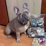 Kép 4/4 - Szárított szőrös nyúlfül 100 g, HAPPY BULLDOG