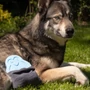 Kép 3/4 - CoolPets jeges pingvin – fagyasztható hűsítő játék kutyáknak