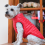 Kép 4/5 - Vízálló, szőrmentes kutyakabát, piros, XL-es (francia bulldog méret)