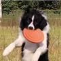 Kép 3/6 - Happy Bulldog színes gumi frizbi kutyáknak, zöld