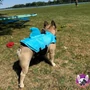 Kép 9/10 - Cápauszonyos mentőmellény kutyák számára, kék, XS-es (1-6 kg)