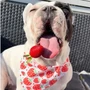 Kép 5/5 - HappyBulldog Epercsoda kutyakendő