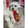 Kép 2/2 - Karácsonyi nyakkendő kutyáknak