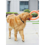 Kép 4/4 - Edzőgyűrű kutyáknak, narancssárga