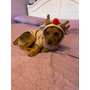 Kép 4/6 - Rénszarvasos karácsonyi pulcsi kisállatoknak, XL-es (francia bulldog méret)